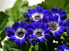 Niebieskie, Kwiatuszki