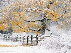 Zima, Śnieg, Drzewa, Płot, Las