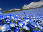 Niebieskie, Kwiaty, Porcelanka, Nemophila menziesii, Łąka, Krajobraz