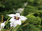 Biały, Kwiat, Acidanthera