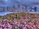 San Diego, Miasto, Kwiaty
