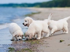 Szczeniaczki, Golden, Retriever, Plaża, Wybrzeże