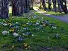 Irlandia, Cabinteely Park, Dublin, Park, Krokusy, Wiosna