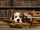 Śpiący, Pies, Książki, Biblioteczka, Śmieszne