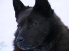 głowa, Schipperke