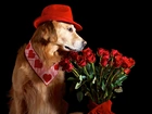 Piesek, Kapelusz, Bukiet Czerwonych Róż
