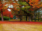 Park, Drzewa, Jesień