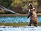 Niedźwiedź, Grizzly, Rzeka