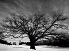 Drzewo, Zima