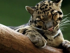 Ocelot