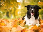 Jesień, Pies, Border Collie