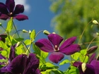 Bordowe, Kwiaty, Clematis