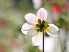 Biała, Dalia, Kwiat