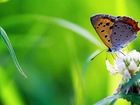 Trawa, Koniczyna, Motyl