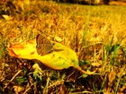 Motyl, Czerwończyk uroczek, Liść, Jesień