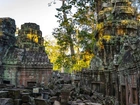 Kambodża, Angkor wat, Świątynia, Ruiny, Drzewa