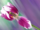 Tulipan, Kwiat, Makro