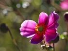 Zawilec Japoński, Kwiat, Fioletowy