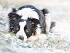 Pies, Border Collie, Śnieg, Trawa