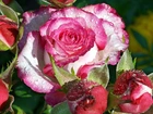 Róże, Rosa, Krople