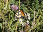 Motyl, Monarch, Polne, Kwiaty