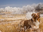 Border Collie, Trawa