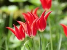 Tulipany