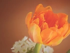 Tulipan, Pomarańczowy
