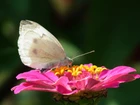 Motyl, Kwiat, Cynia