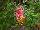 Grevillea, Kwiat, Gałązki