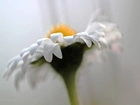 Stokrotka, Biały, Kwiat