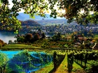 Winnica, Panorama, Miasto, Spiez, Szwajcaria