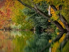 Jesień, Drzewa, Kolorowe, Liście, Jezioro, Odbicie