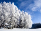 Ośnieżone, Drzewa, Zima