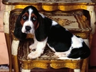 smutne, oczy, Basset Hound, antyk