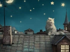 Kot perski, Noc, Gwiazdy