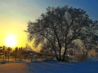 Zima, Wschód słońca, Drzewa, Śnieg