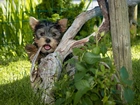 Pies, Yorkshire, Terrier, Trawa