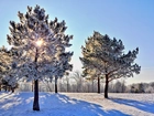 Zima, Drzewa, Cienie, Promienie, Słońca