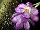 Fioletowe, Kwiaty, Orchidea, Krople, Deszczu, Szyba