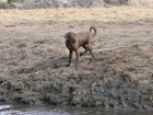 Mokry, Chesapeake Bay retriever