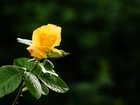 Piękna, Róża