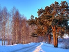Zima, Droga, Drzewa