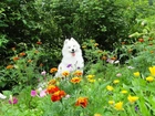 Samojed, Ogród