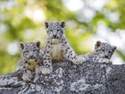 Trzy, Młode, Śnieżne, Leopardy, Bokeh