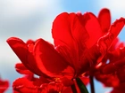 Czerwony, Tulipan, Kwiat