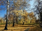 Jesień, Las, Drzewa, Przyroda