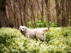 Golden Retriever, Łąka