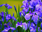 Niebieskie, Kwiatki, Irysy