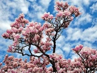 Wiosna, Kwitnąca, Magnolia, Niebo, Obłoki